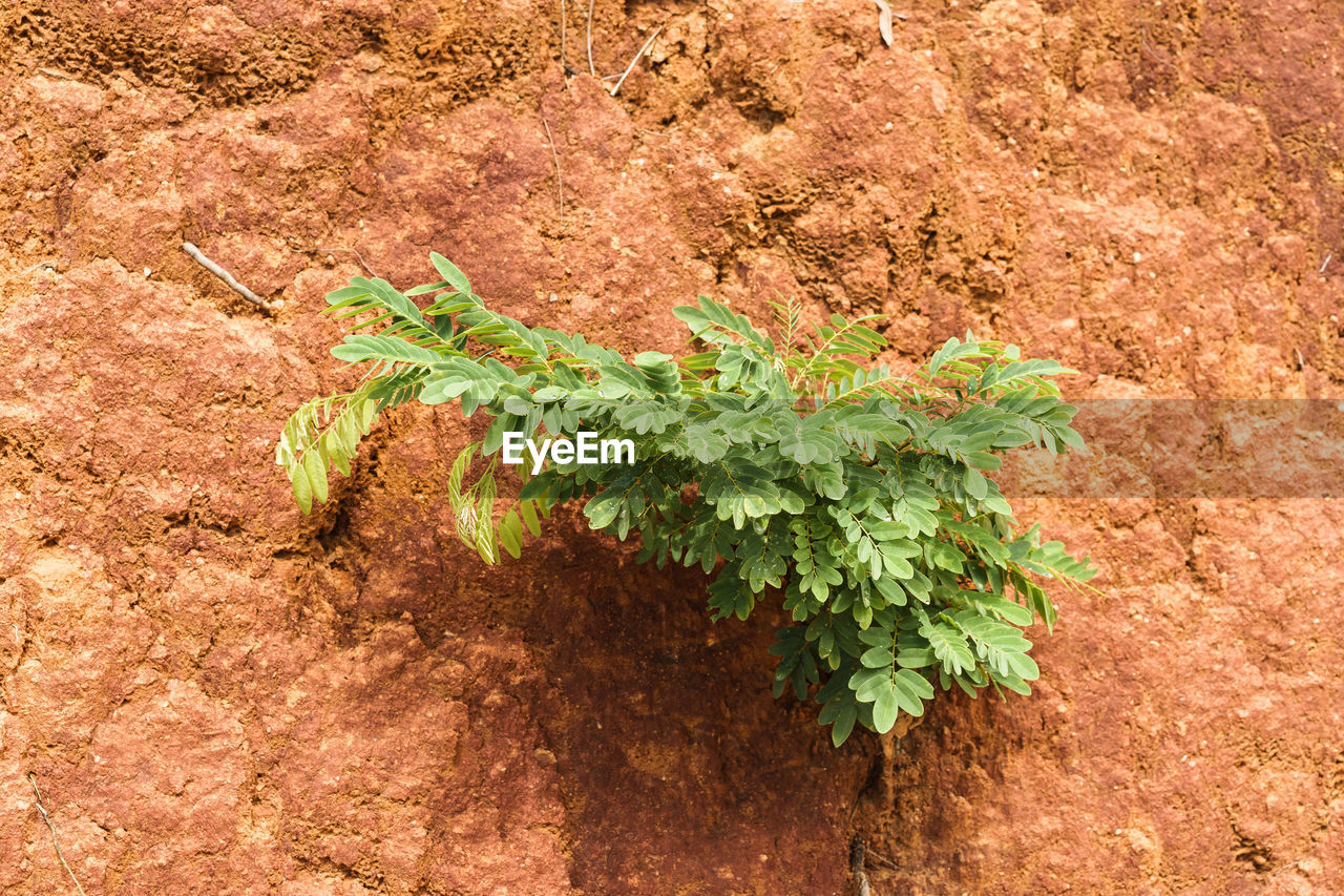 HIGH ANGLE VIEW OF PLANT ON ROCK