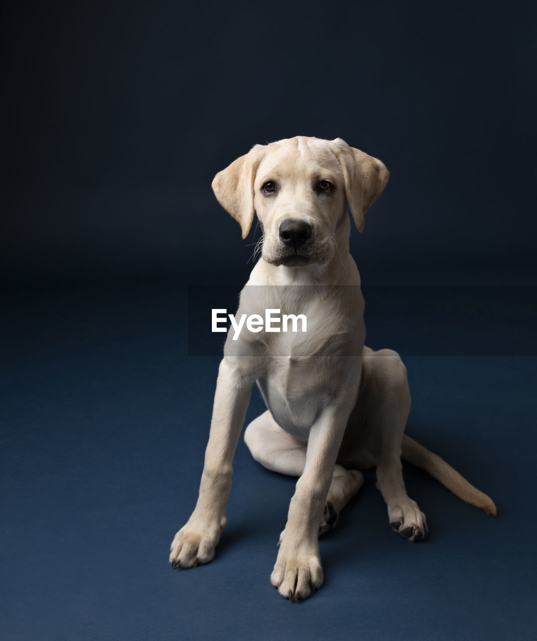 Yellow lab puppy sitting on dark blue background looking into camera