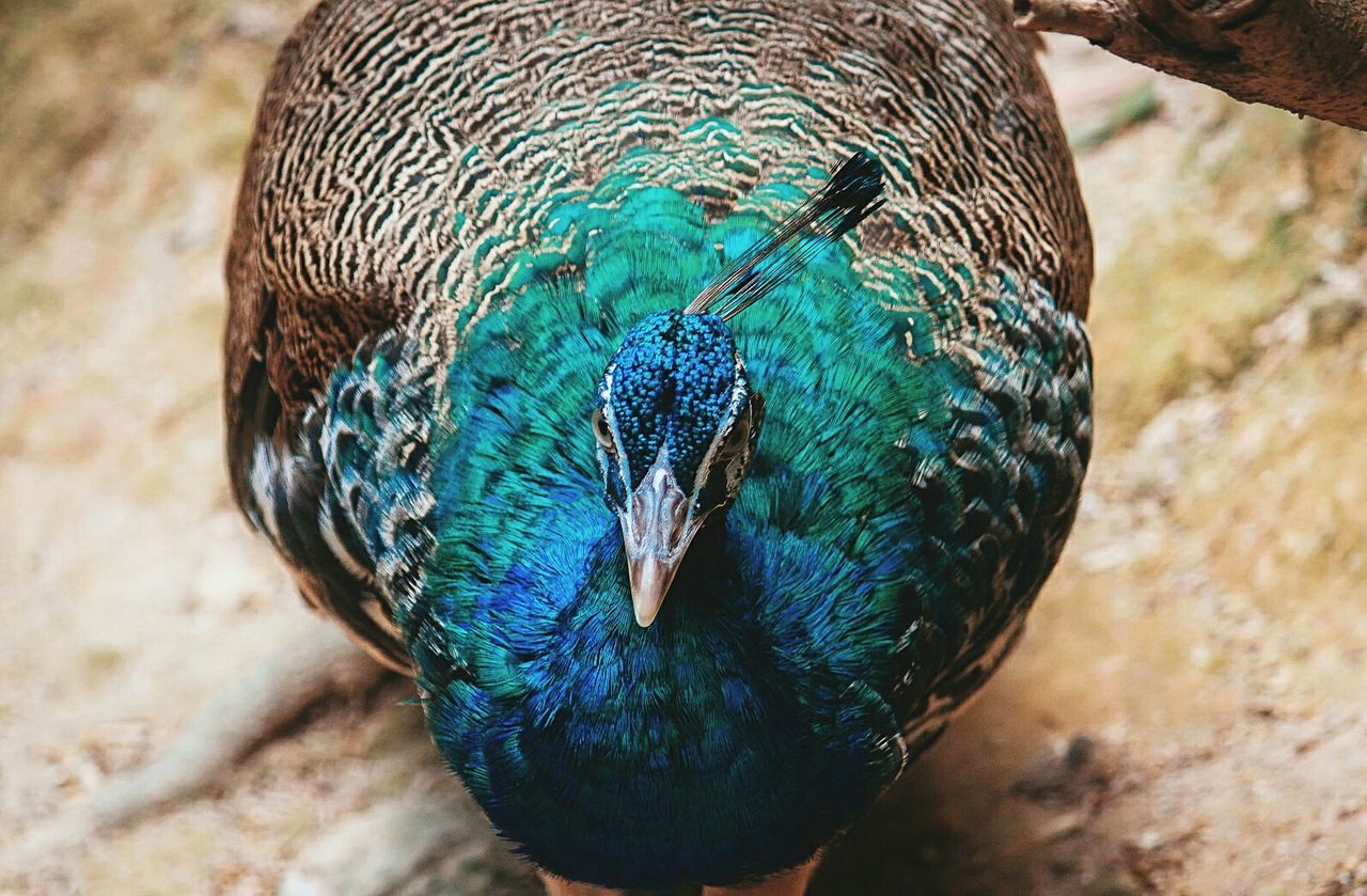 Close-up portrait of a peacock