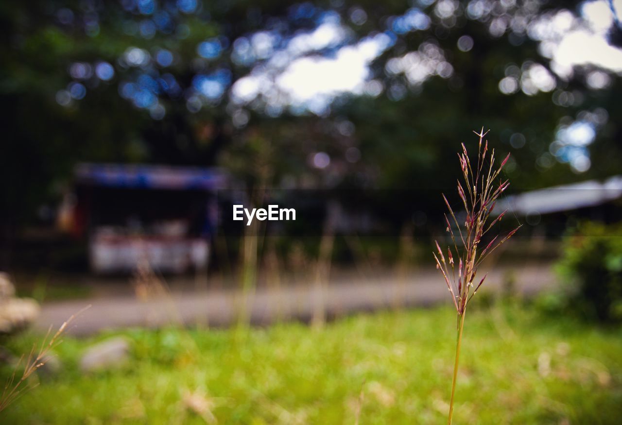 CLOSE-UP OF GRASS AGAINST BLURRED BACKGROUND