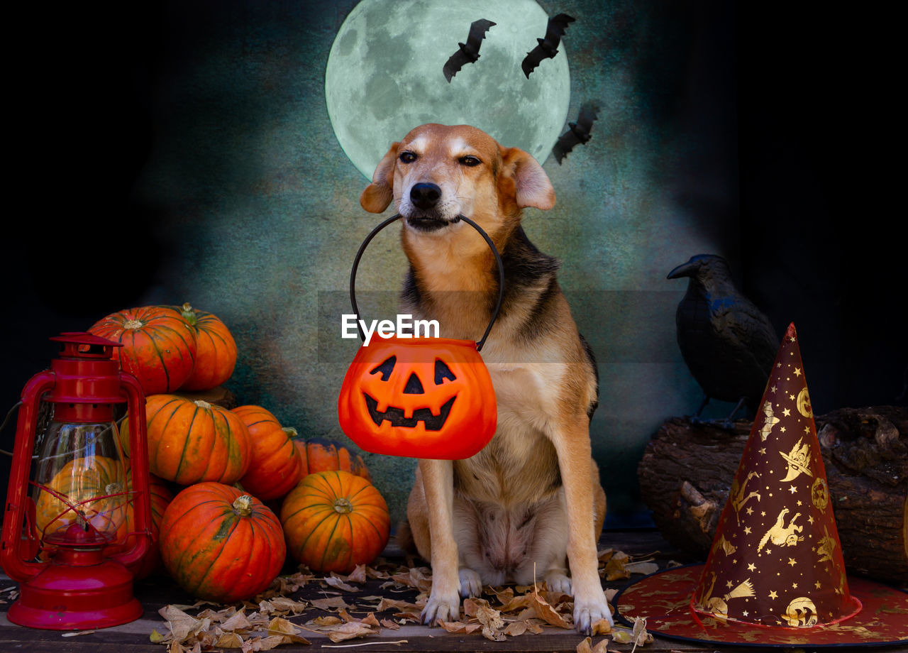 Dog begging for candy on halloween with the moon and decoration with pumpkins