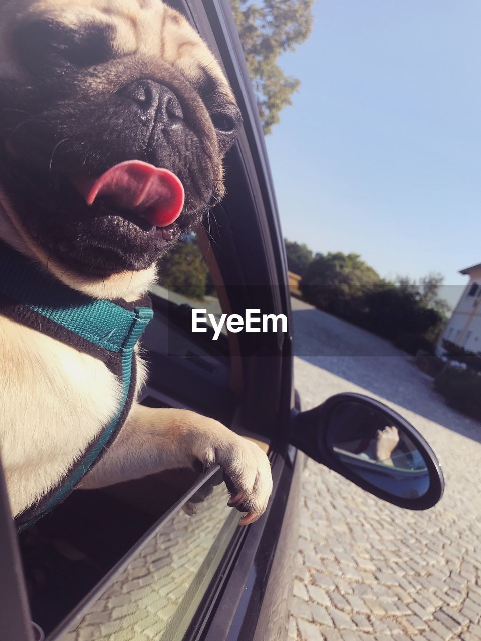 CLOSE-UP OF DOG WITH CAR