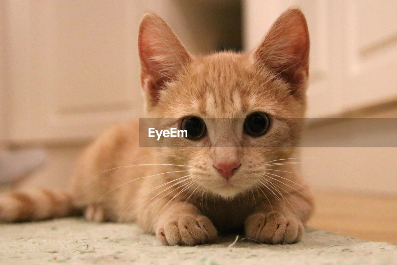 cat, animal themes, animal, mammal, pet, domestic animals, one animal, domestic cat, whiskers, feline, portrait, small to medium-sized cats, looking at camera, felidae, no people, close-up, indoors, kitten, animal body part, young animal, carnivore, cute, tonkinese, focus on foreground, relaxation