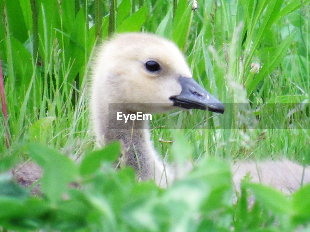 VIEW OF BIRD ON FIELD