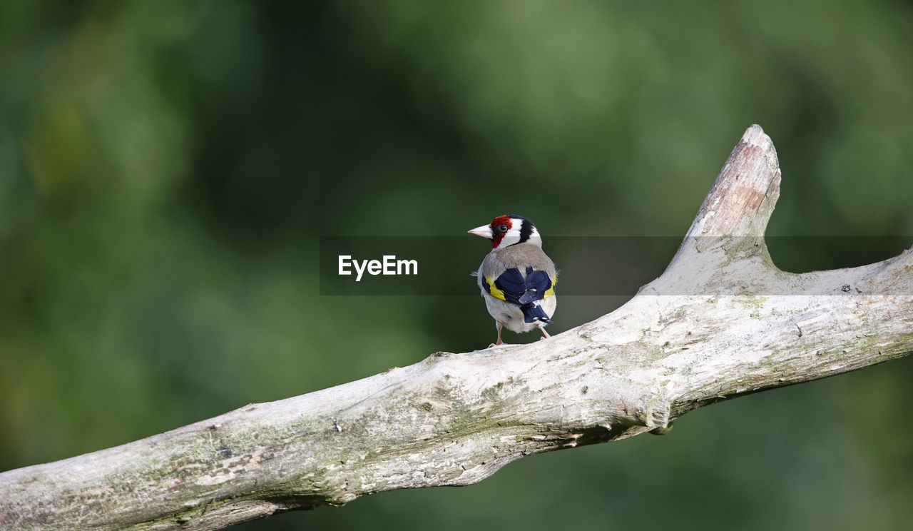 Goldfinches at a woodland site