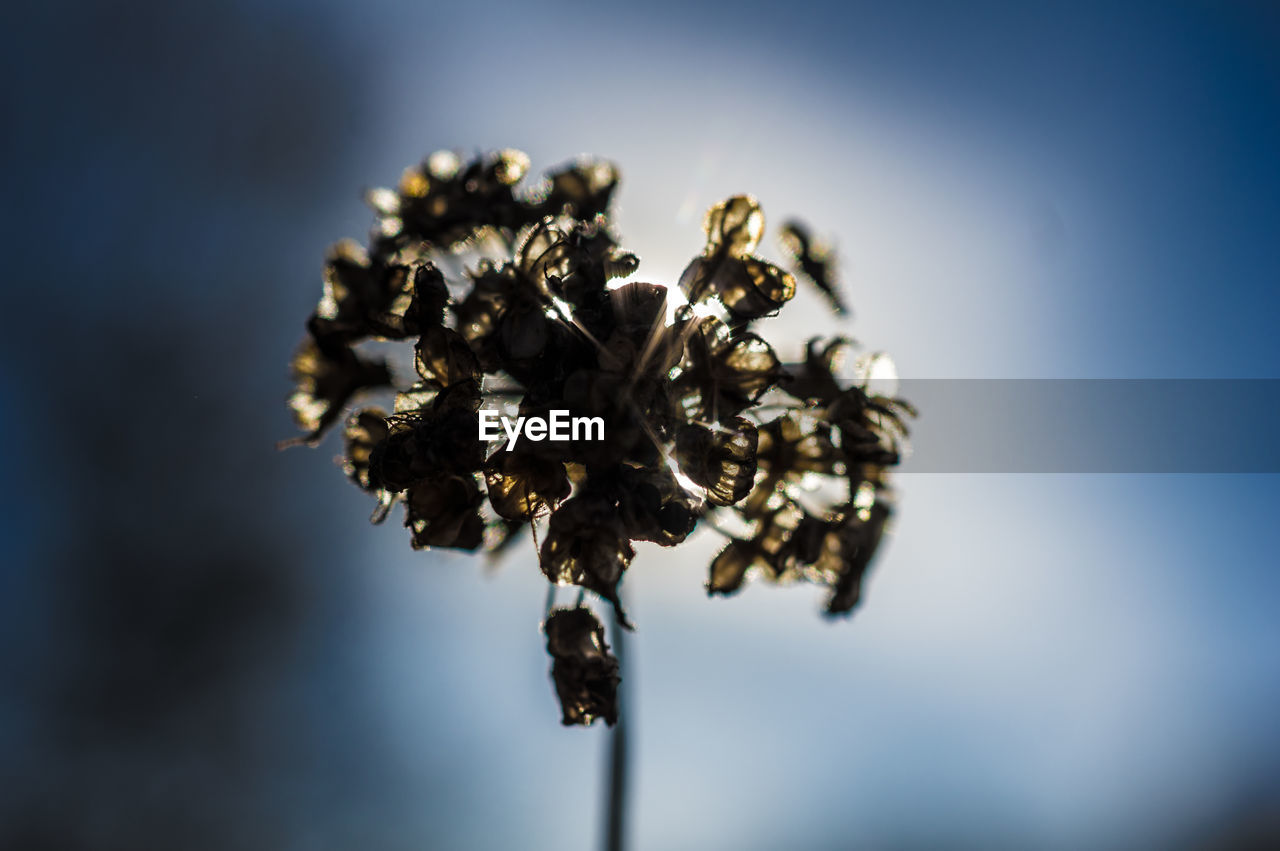 A dried up flower in a field.