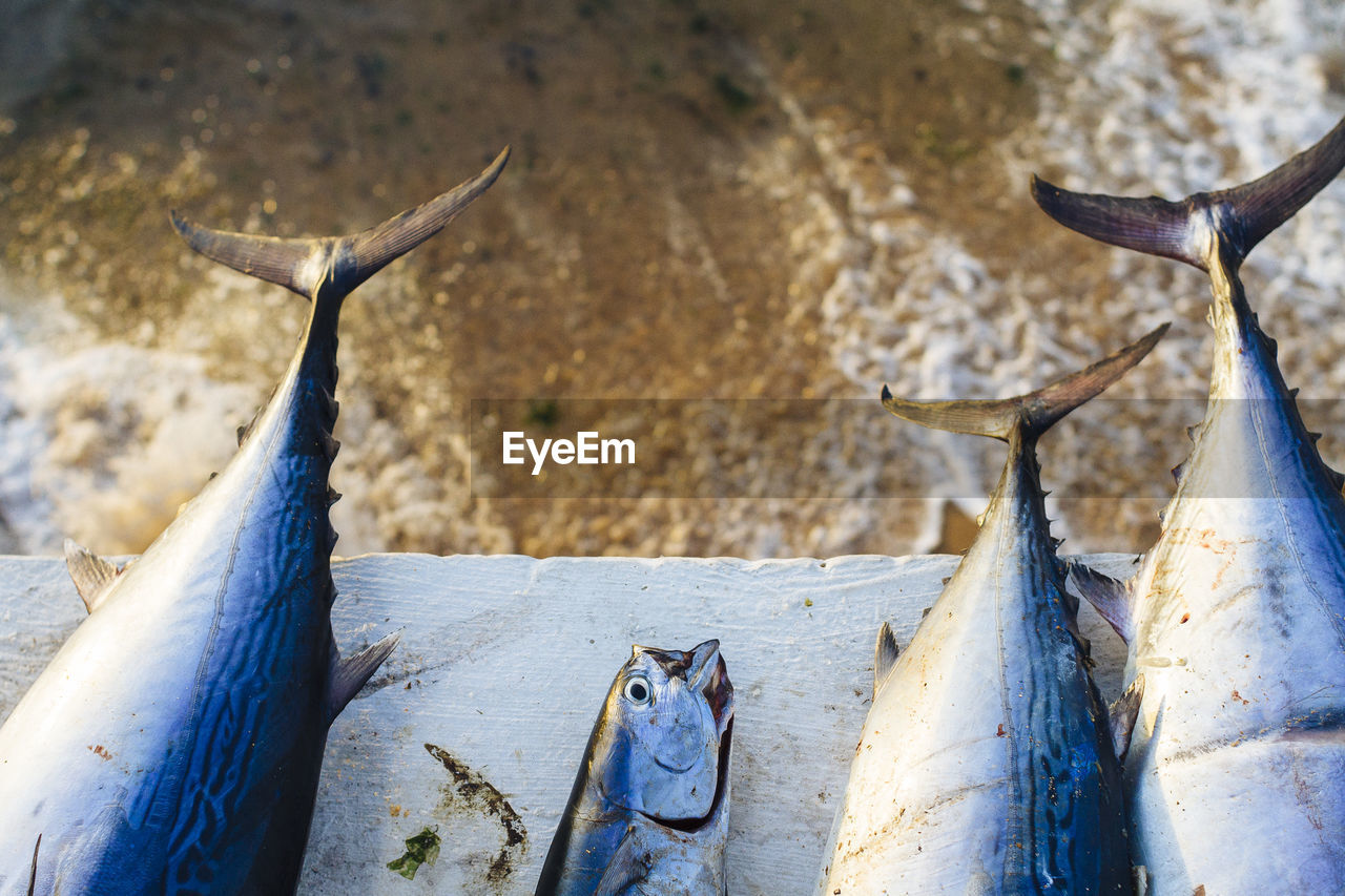 High angle view of raw fish on retaining wall