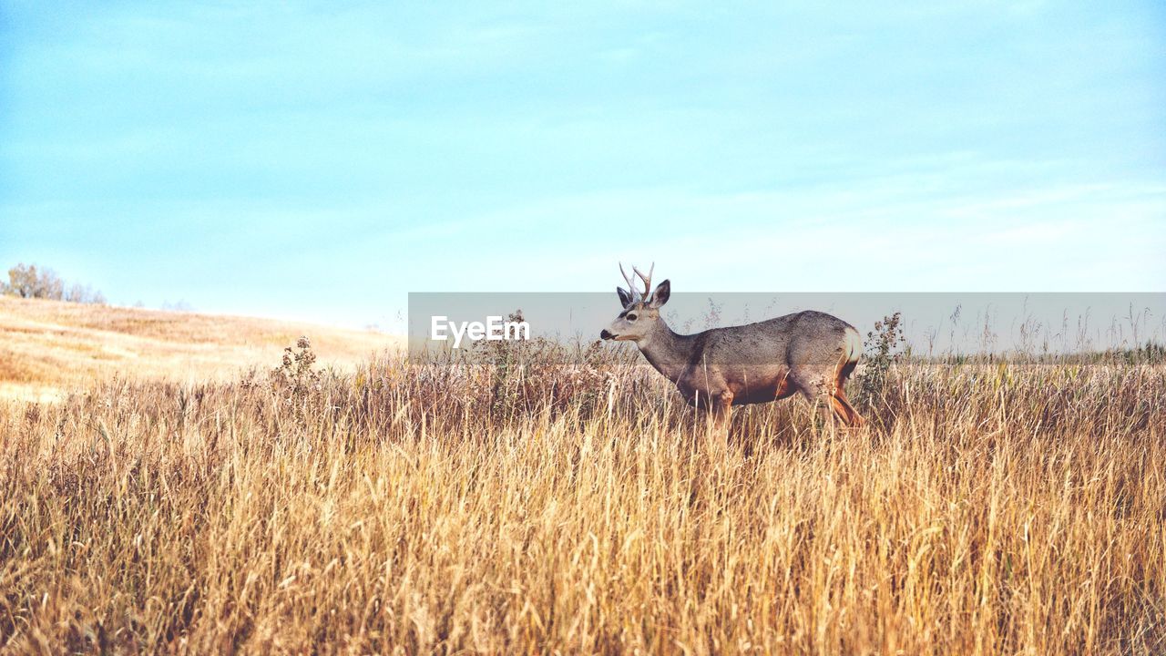 Deer on grassy field against sky