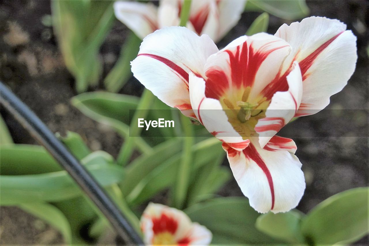 CLOSE-UP OF PINK FLOWERS BLOOMING