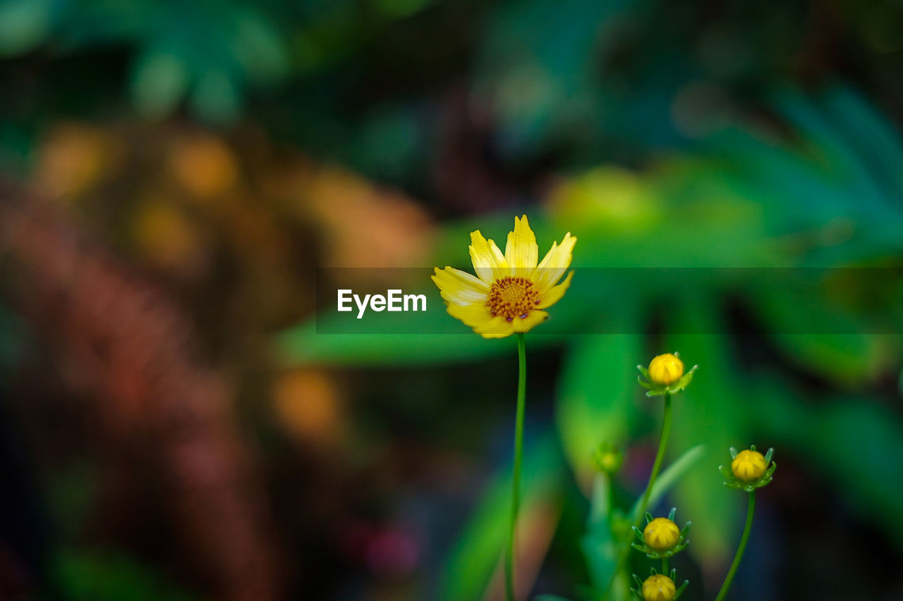 CLOSE-UP OF YELLOW FLOWER