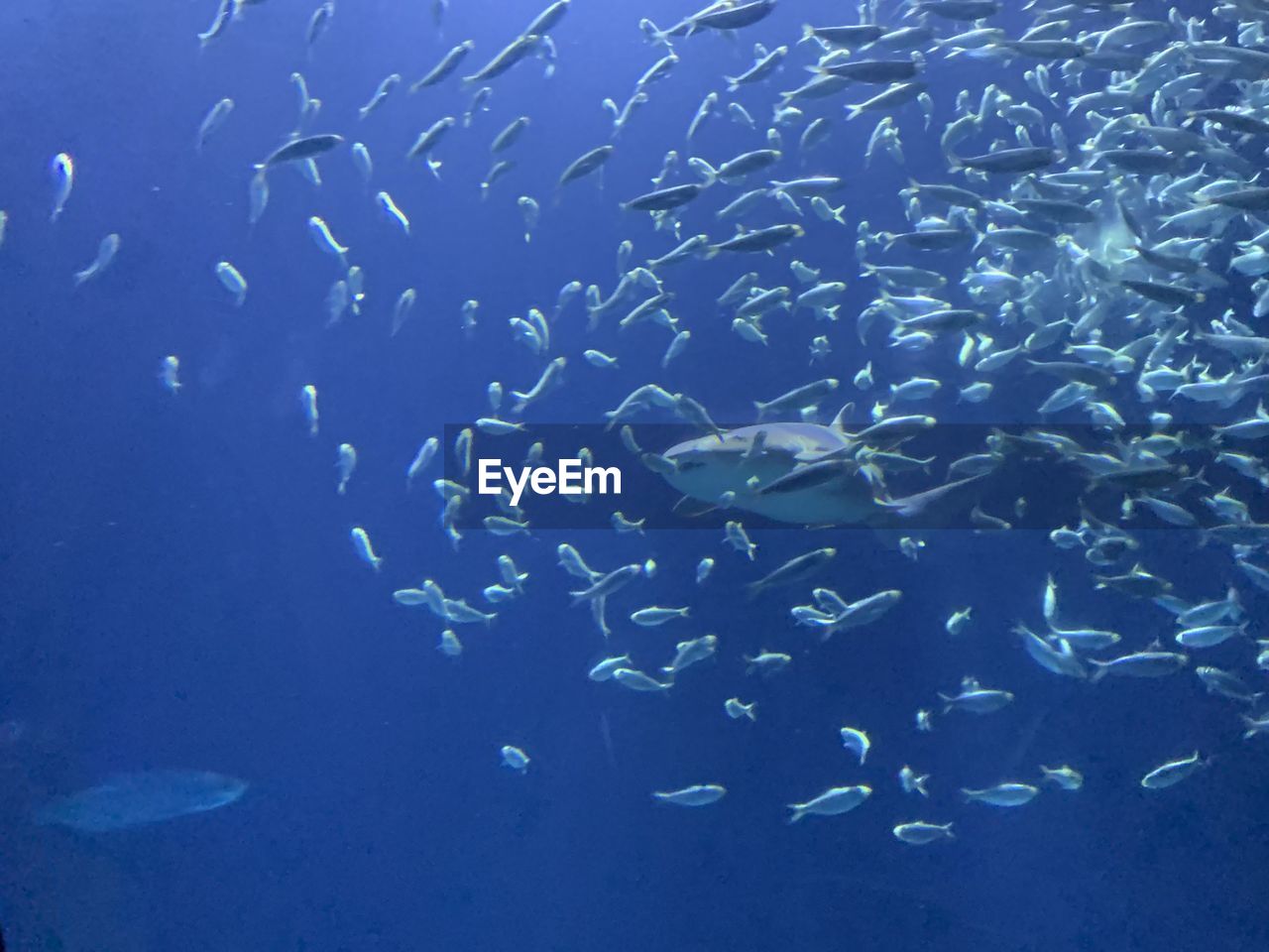 VIEW OF FISH UNDERWATER