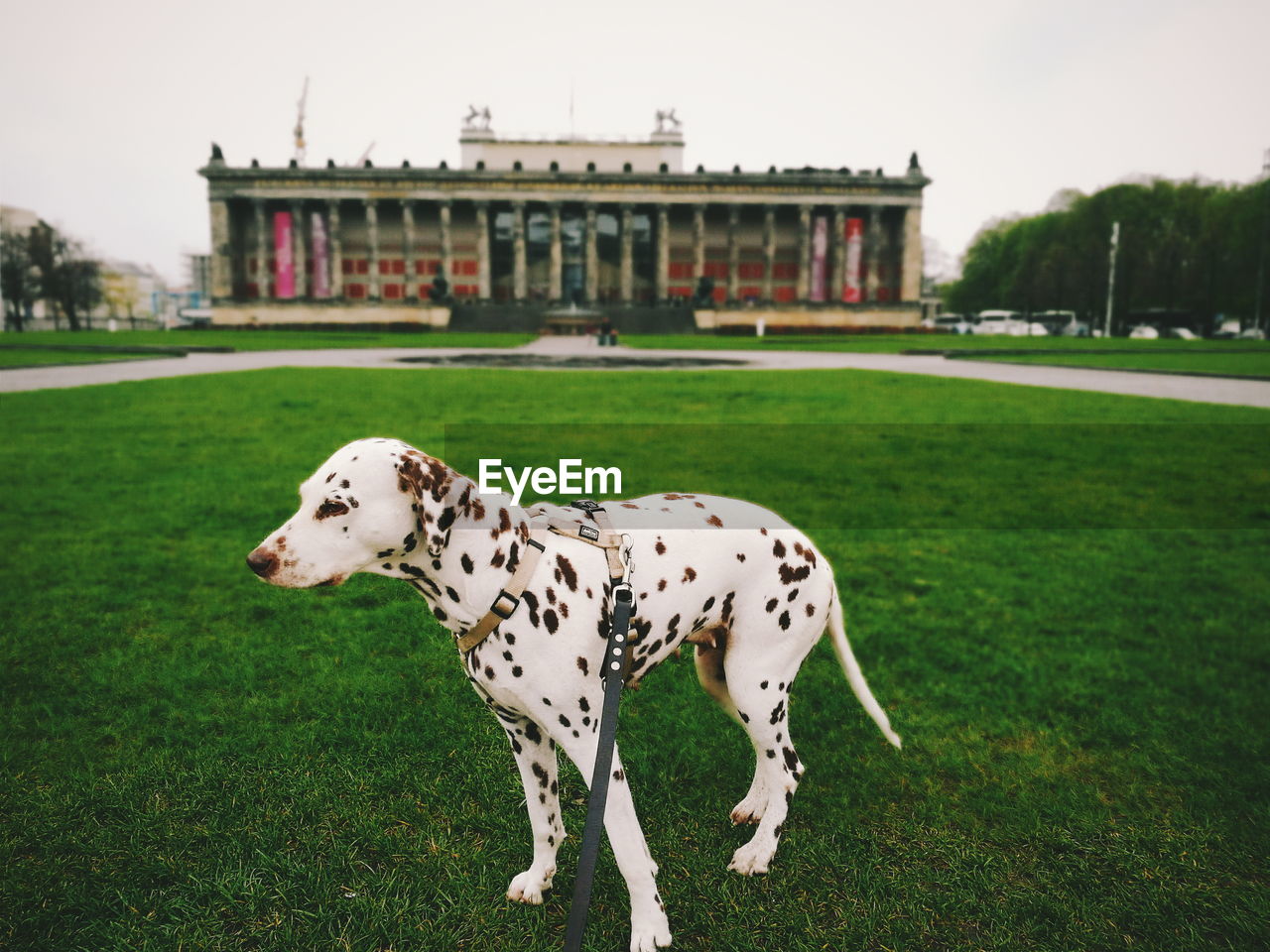 Dalmatian dog standing on grassy field against altes museum