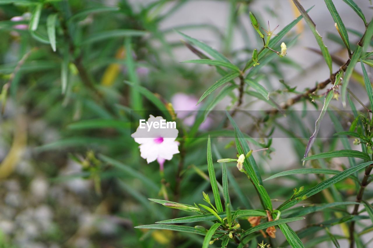 CLOSE-UP OF WHITE FLOWERING PLANT