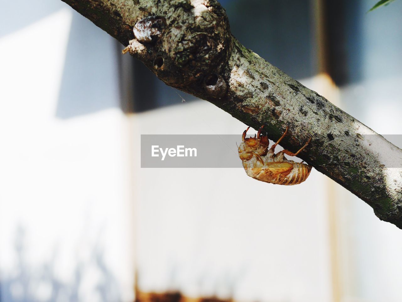 Close-up of cicada on branch