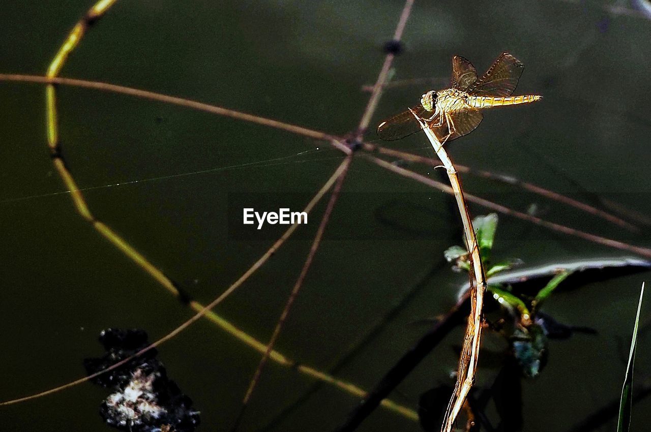 CLOSE-UP OF GRASSHOPPER