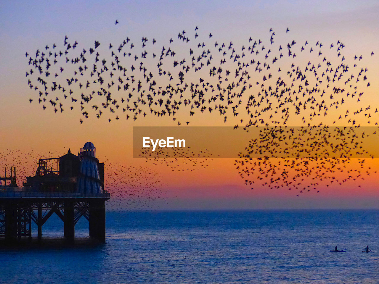 BIRDS FLYING OVER SEA