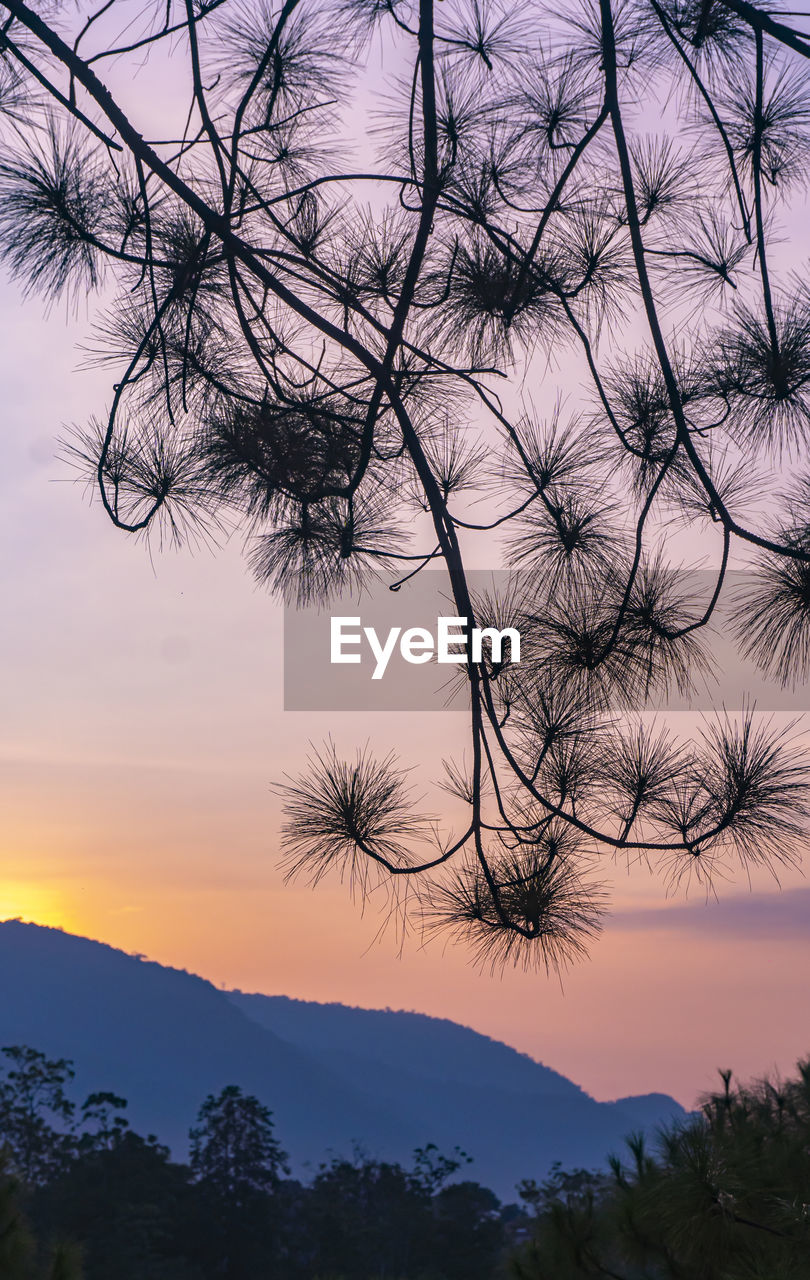 SILHOUETTE TREE AGAINST SKY AT SUNSET