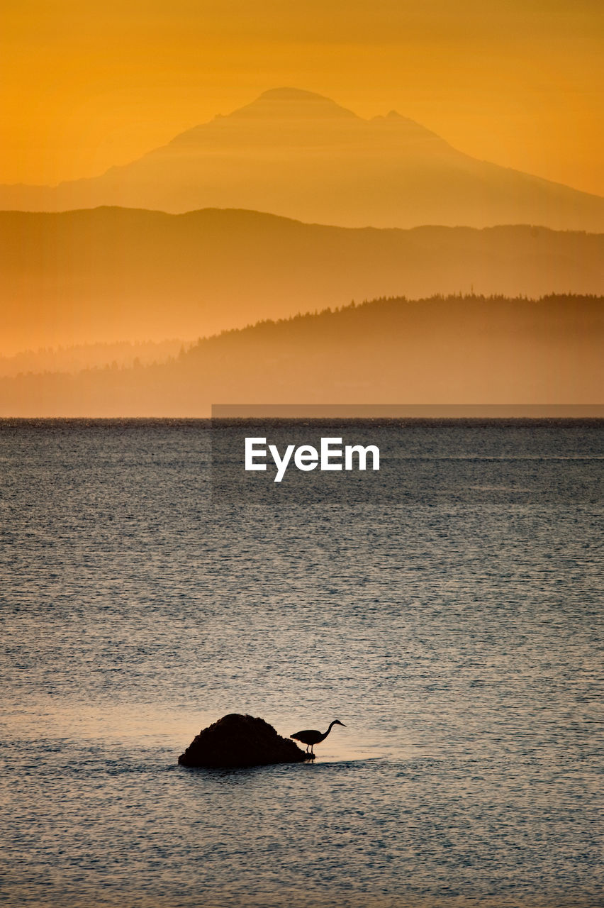 Silhouette bird perching on rock in sea during sunset