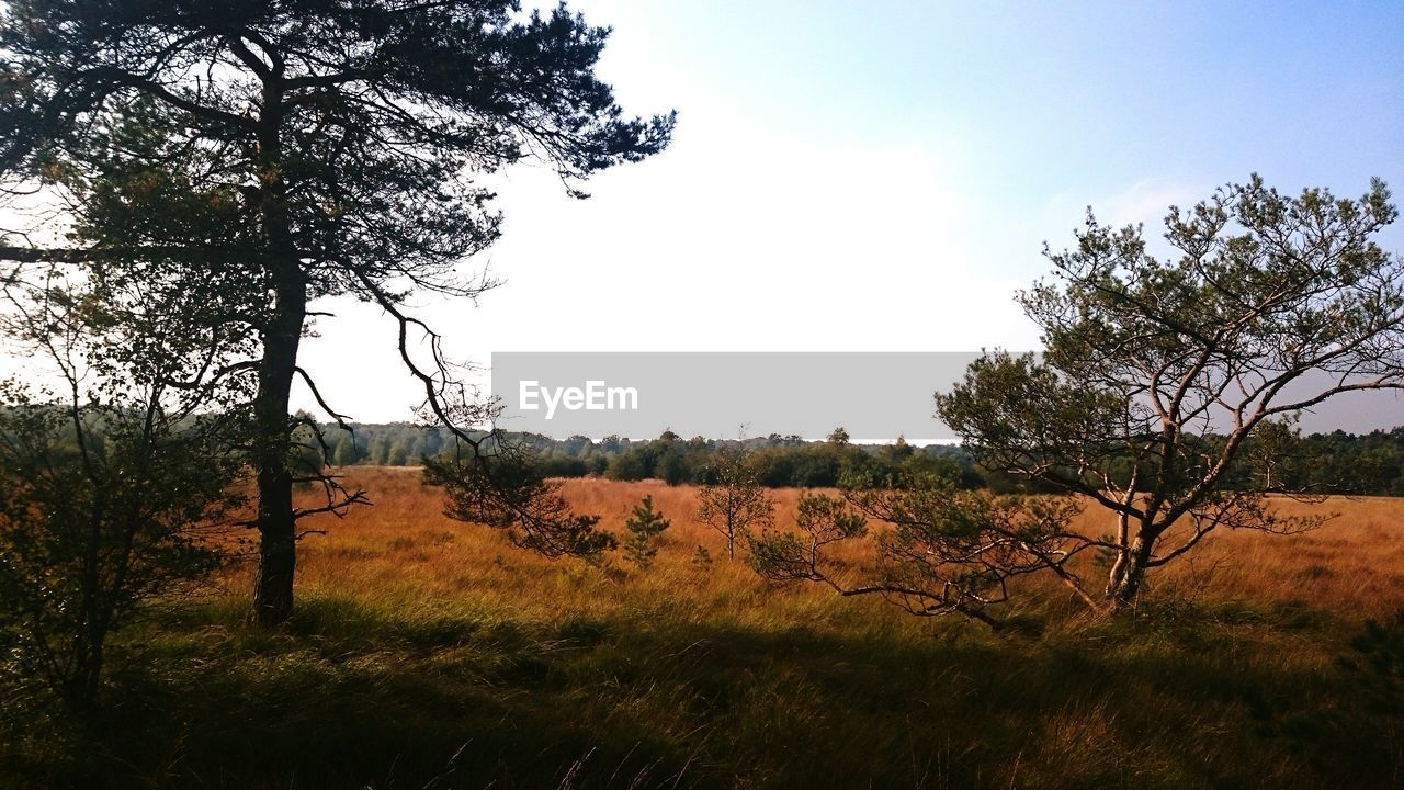 Trees on grass against sky