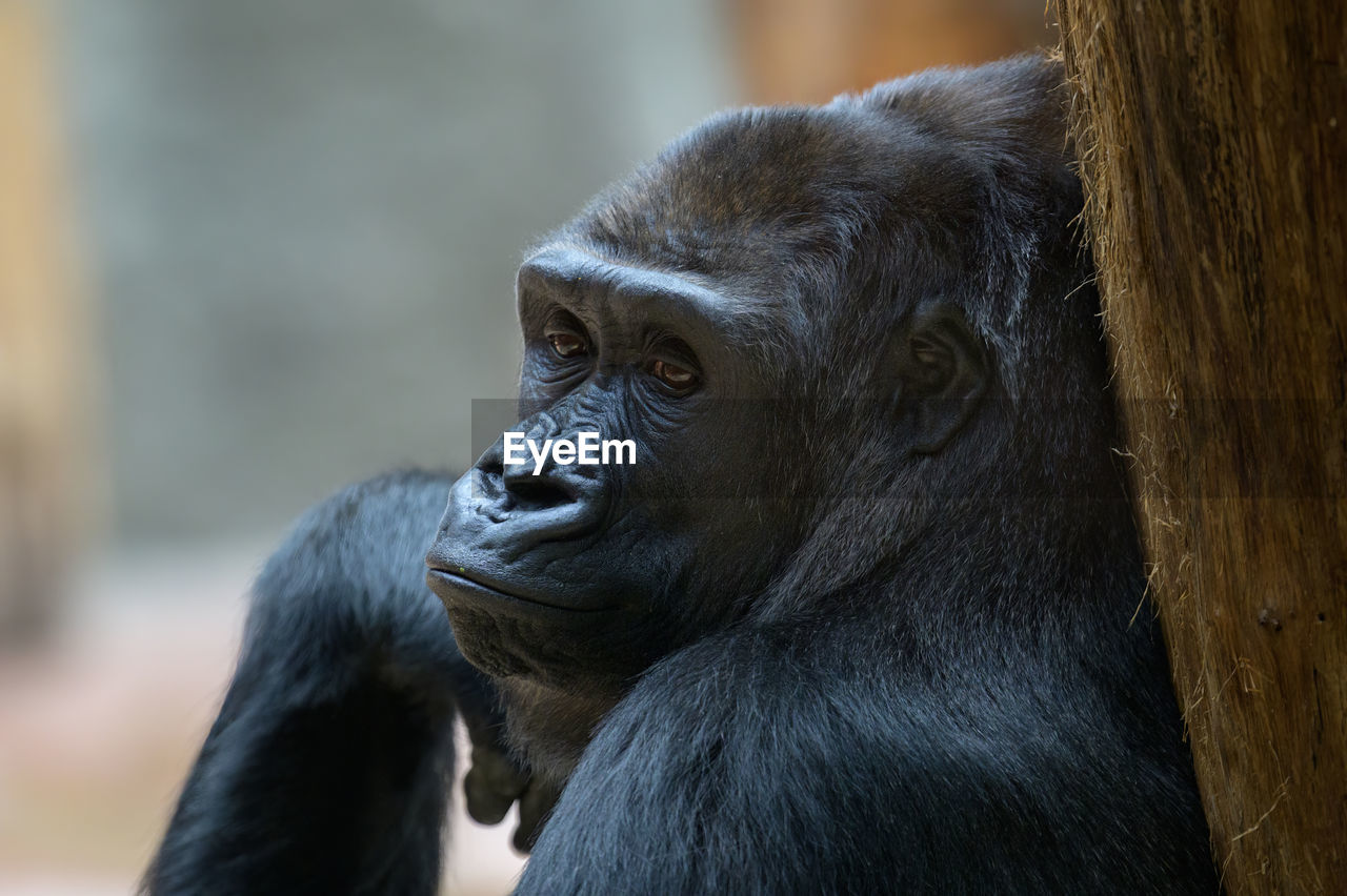 close-up of gorilla at zoo