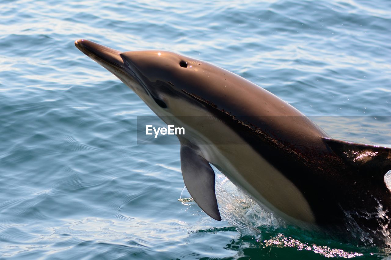 High angle view of dolphin jumping in sea