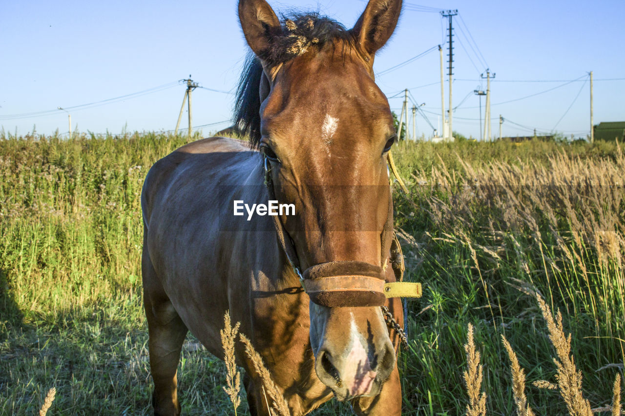 Horse in the field. a horse grazes in nature on a summer day. brown stallion coat. 