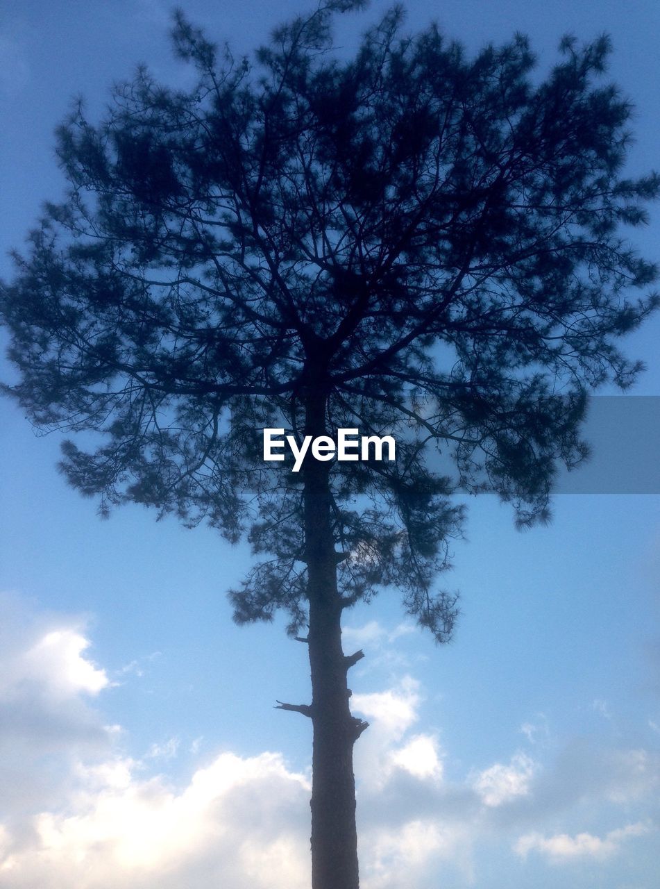 SILHOUETTE OF TREE AGAINST SKY