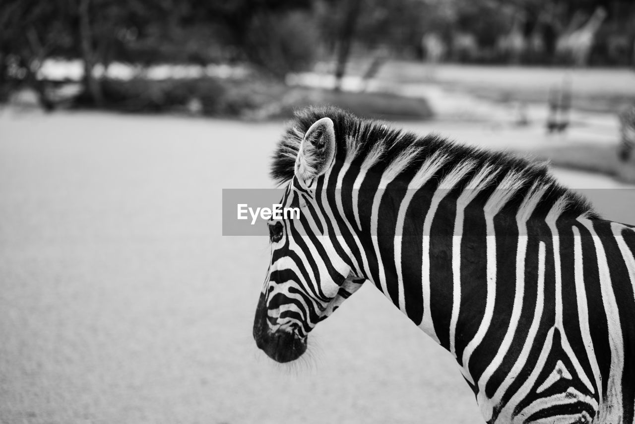 CLOSE-UP OF ZEBRA IN FIELD