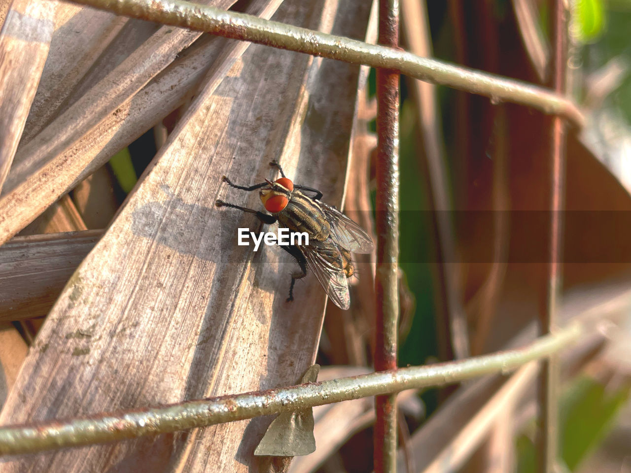 BUTTERFLY PERCHING ON A FENCE