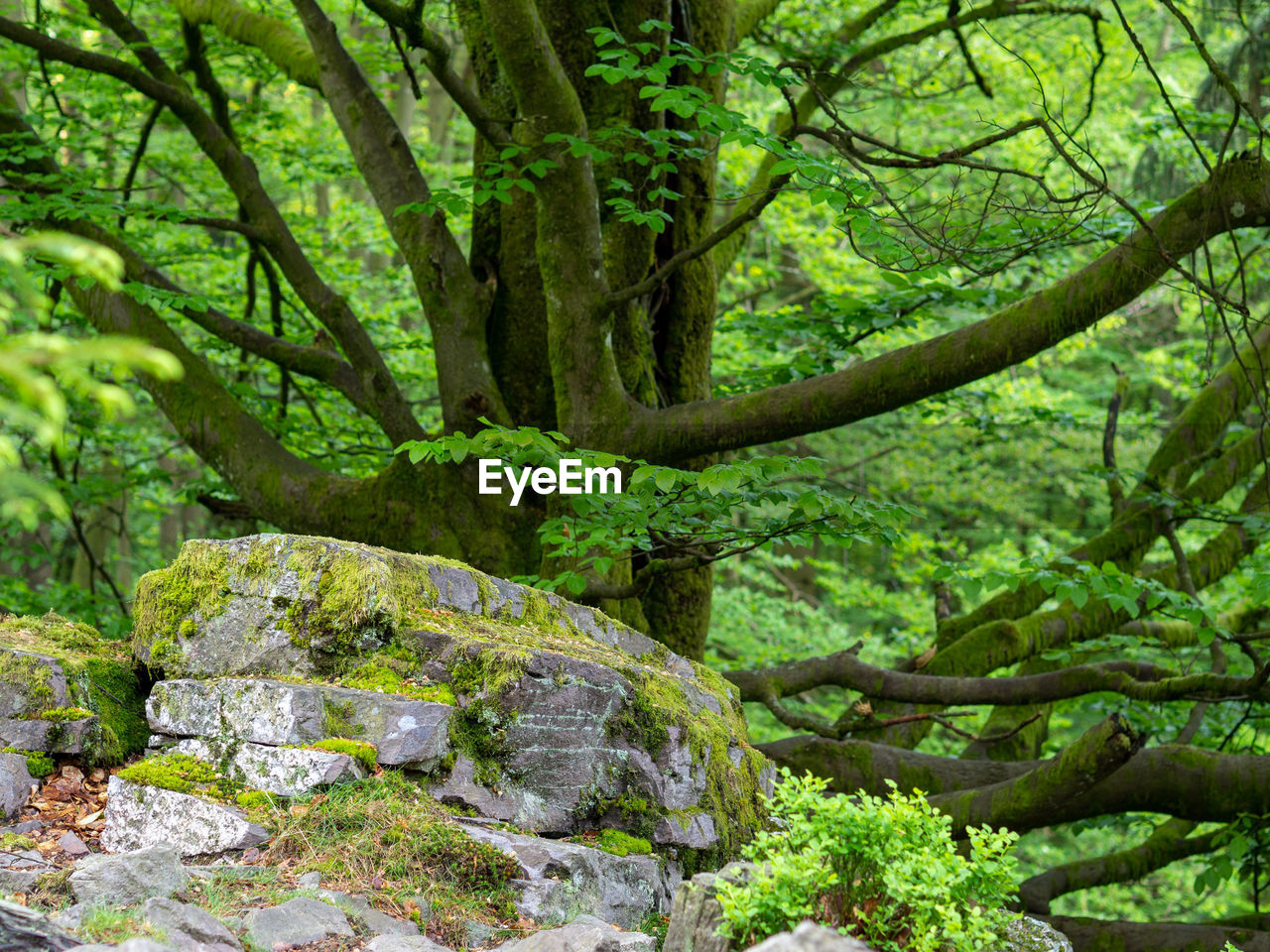 MOSS GROWING ON TREE TRUNK