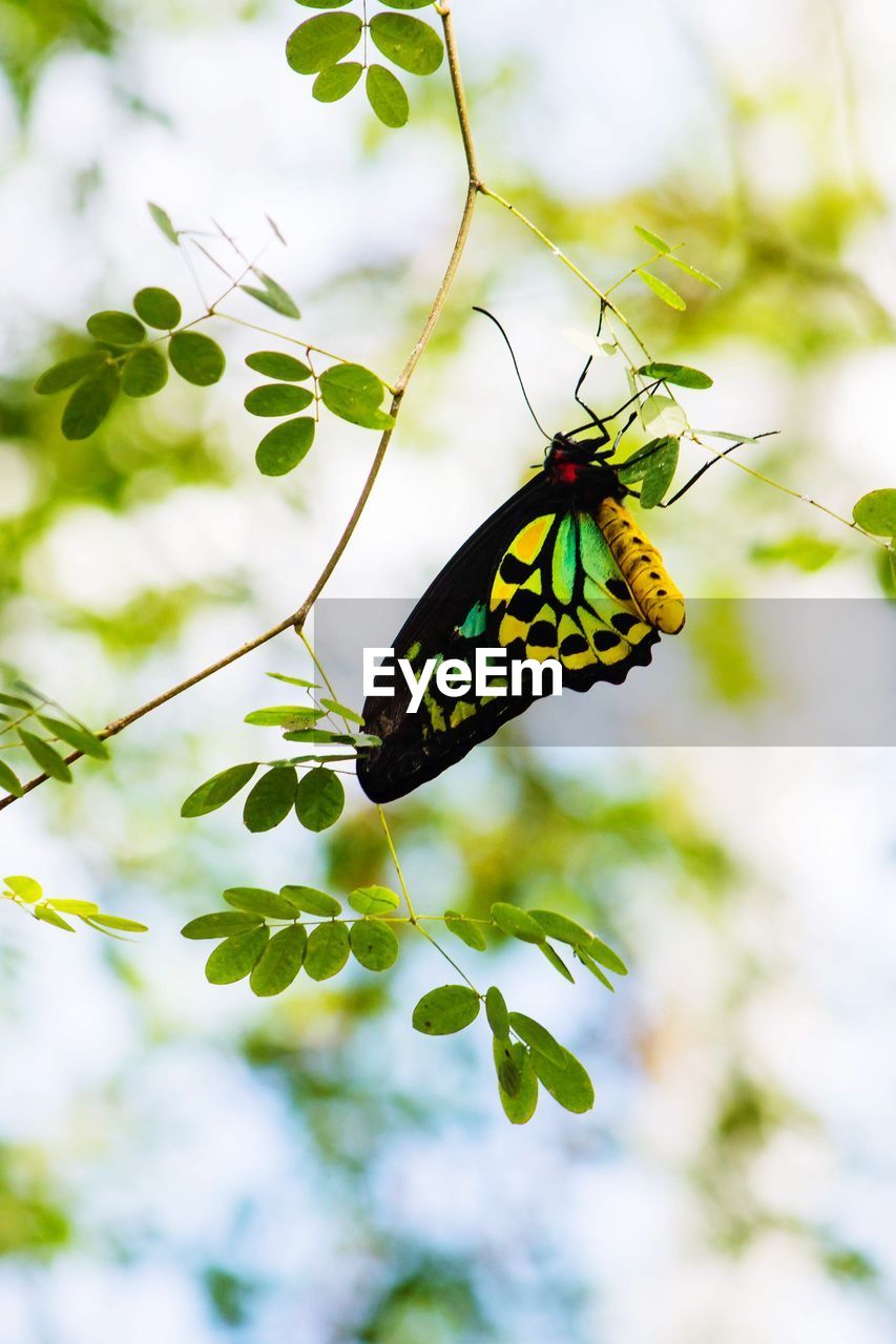 CLOSE-UP OF BUTTERFLY ON LEAF