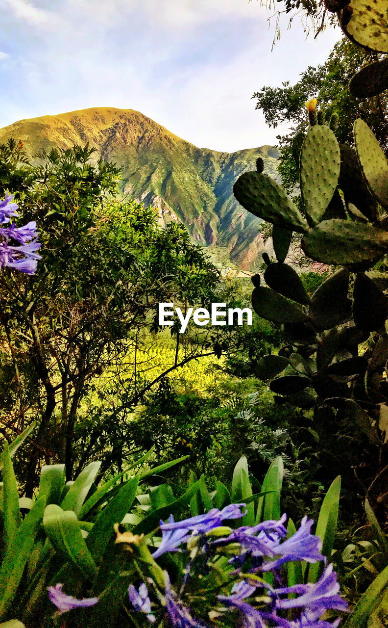 SCENIC VIEW OF PURPLE FLOWERING PLANTS AGAINST MOUNTAIN