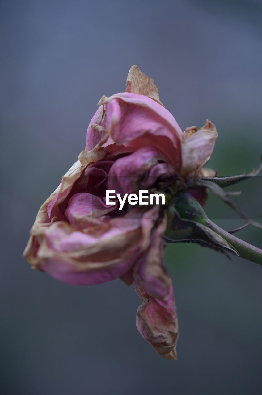 CLOSE-UP OF WILTED PLANT