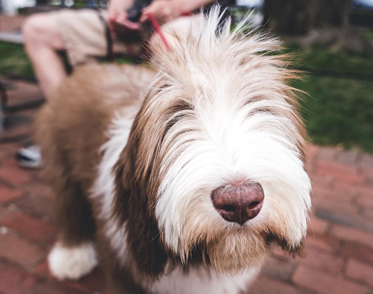 Close-up of bearded collie puppy standing in field