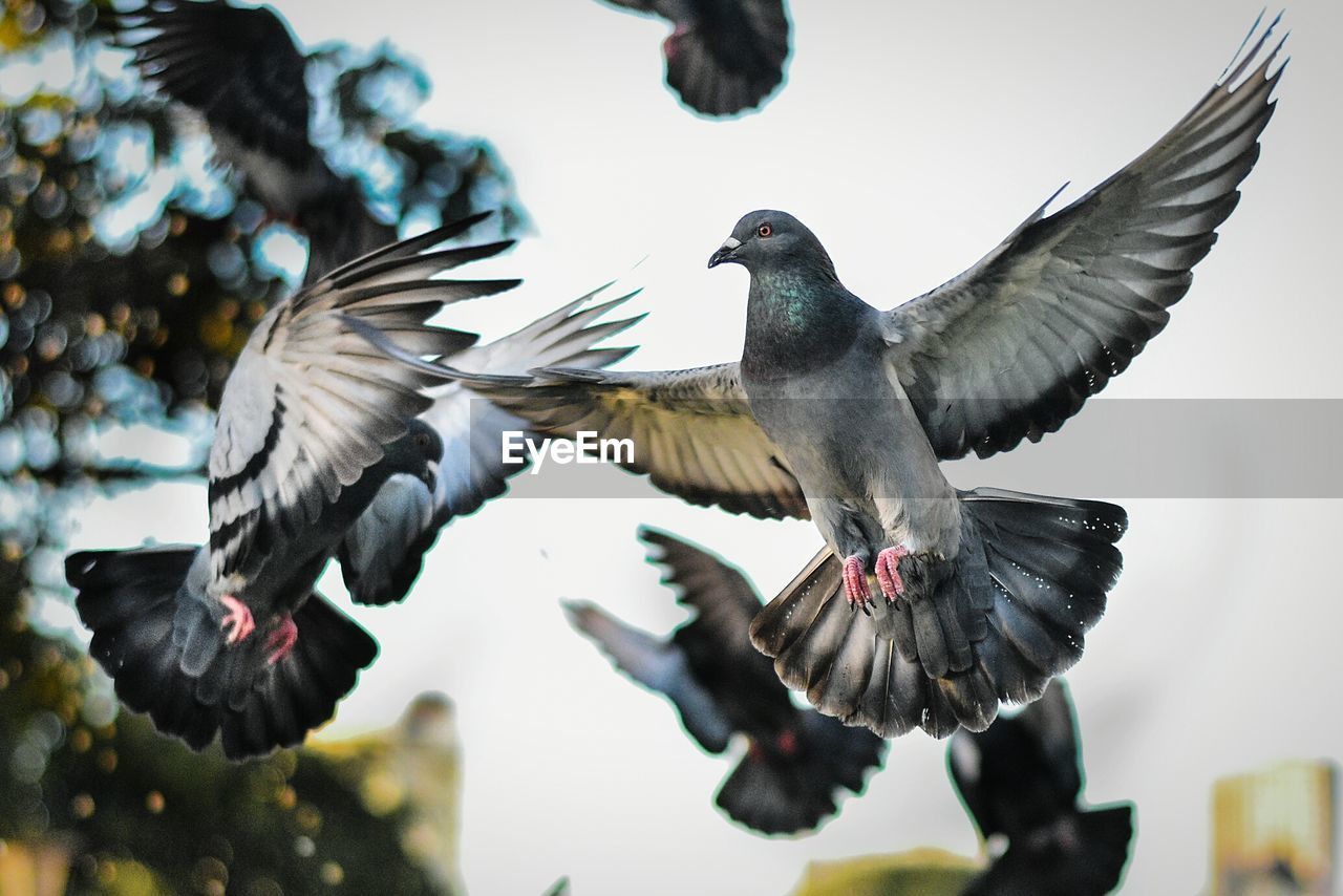 Low angle view of pigeons against sky