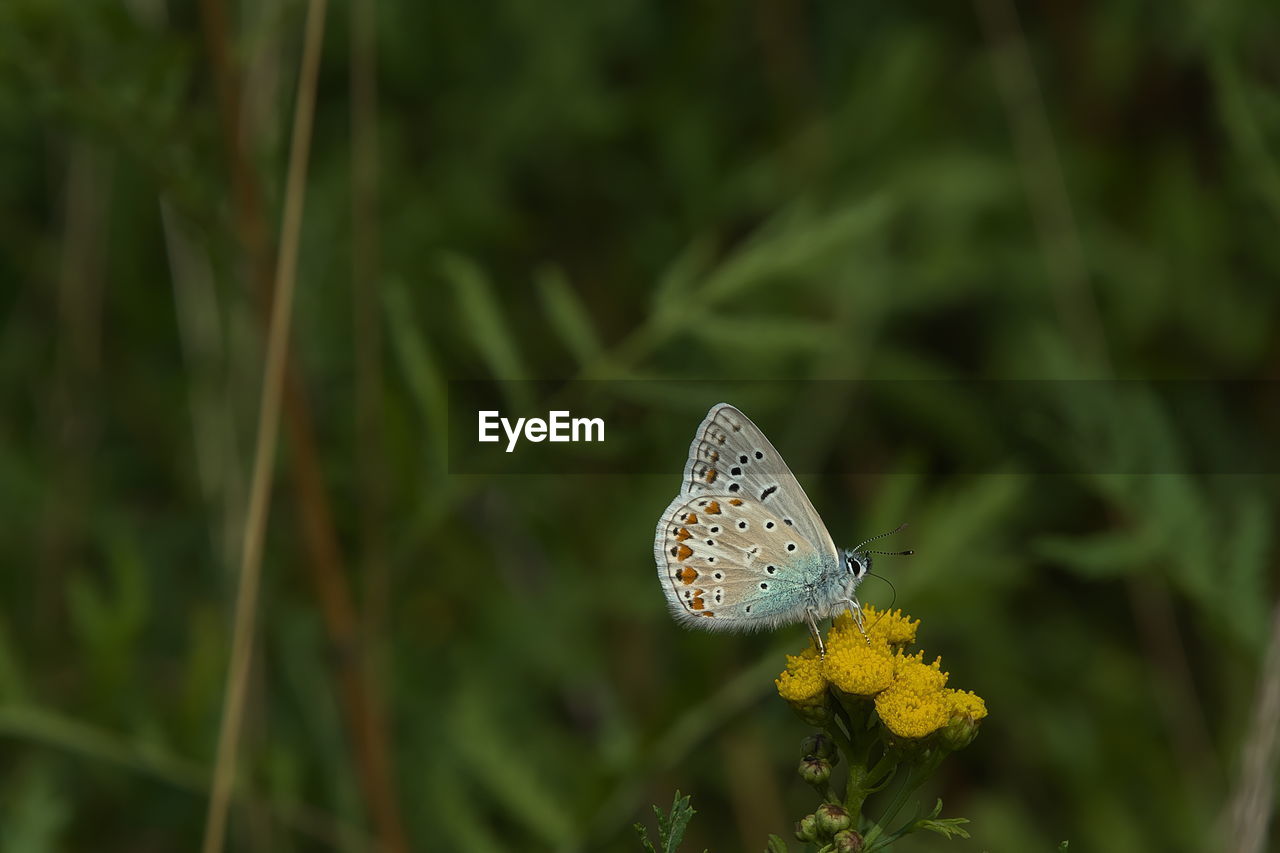 animal wildlife, butterfly, animal themes, animal, flower, plant, beauty in nature, insect, animal wing, one animal, flowering plant, moths and butterflies, prairie, wildlife, nature, grass, close-up, macro photography, fragility, no people, focus on foreground, meadow, animal body part, freshness, outdoors, yellow, growth, day, environment, green, summer