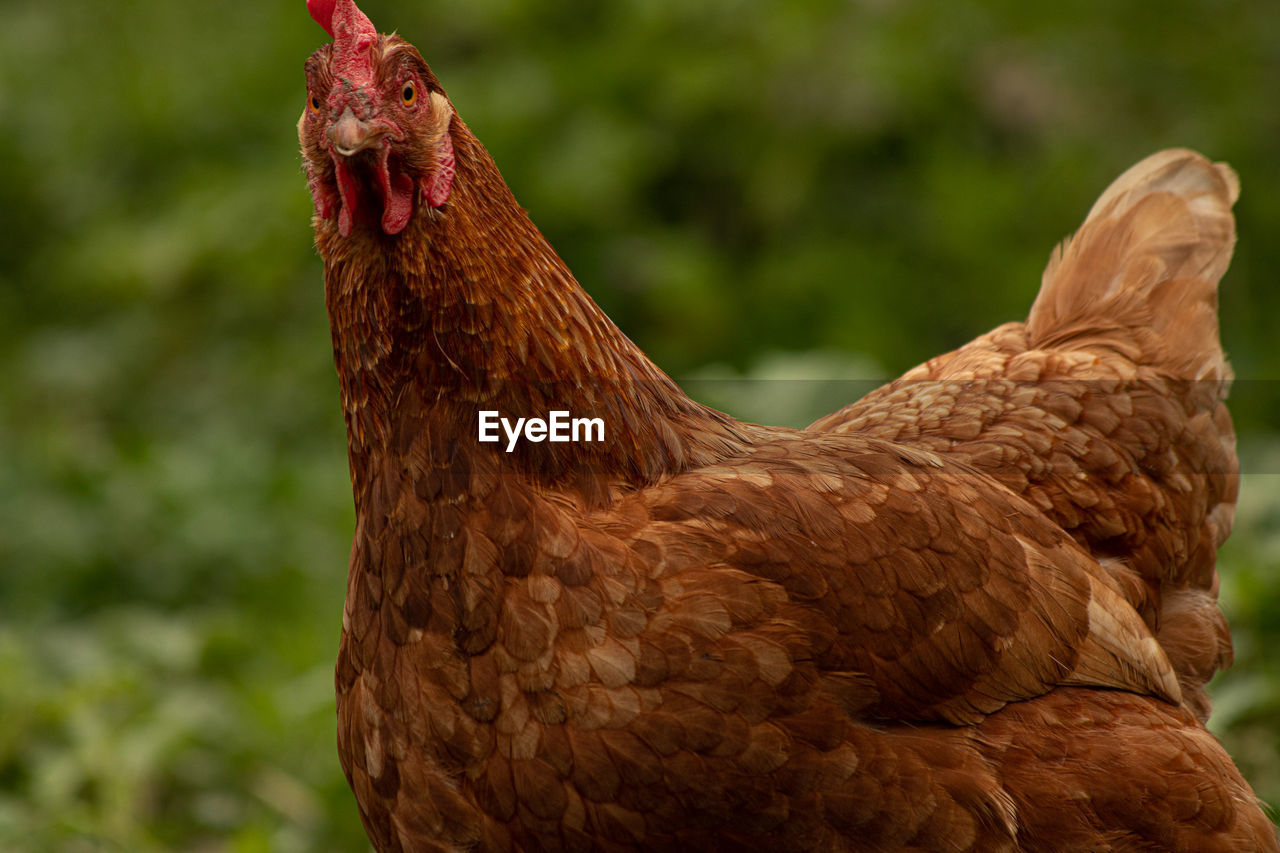 Close-up of a hen