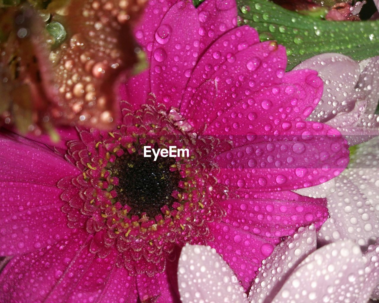 Close-up of wet gerbera daisy