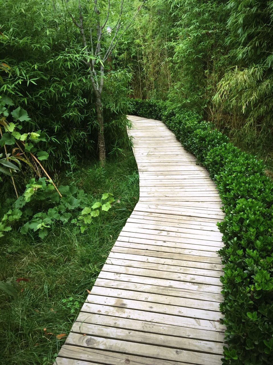 Boardwalk amidst trees