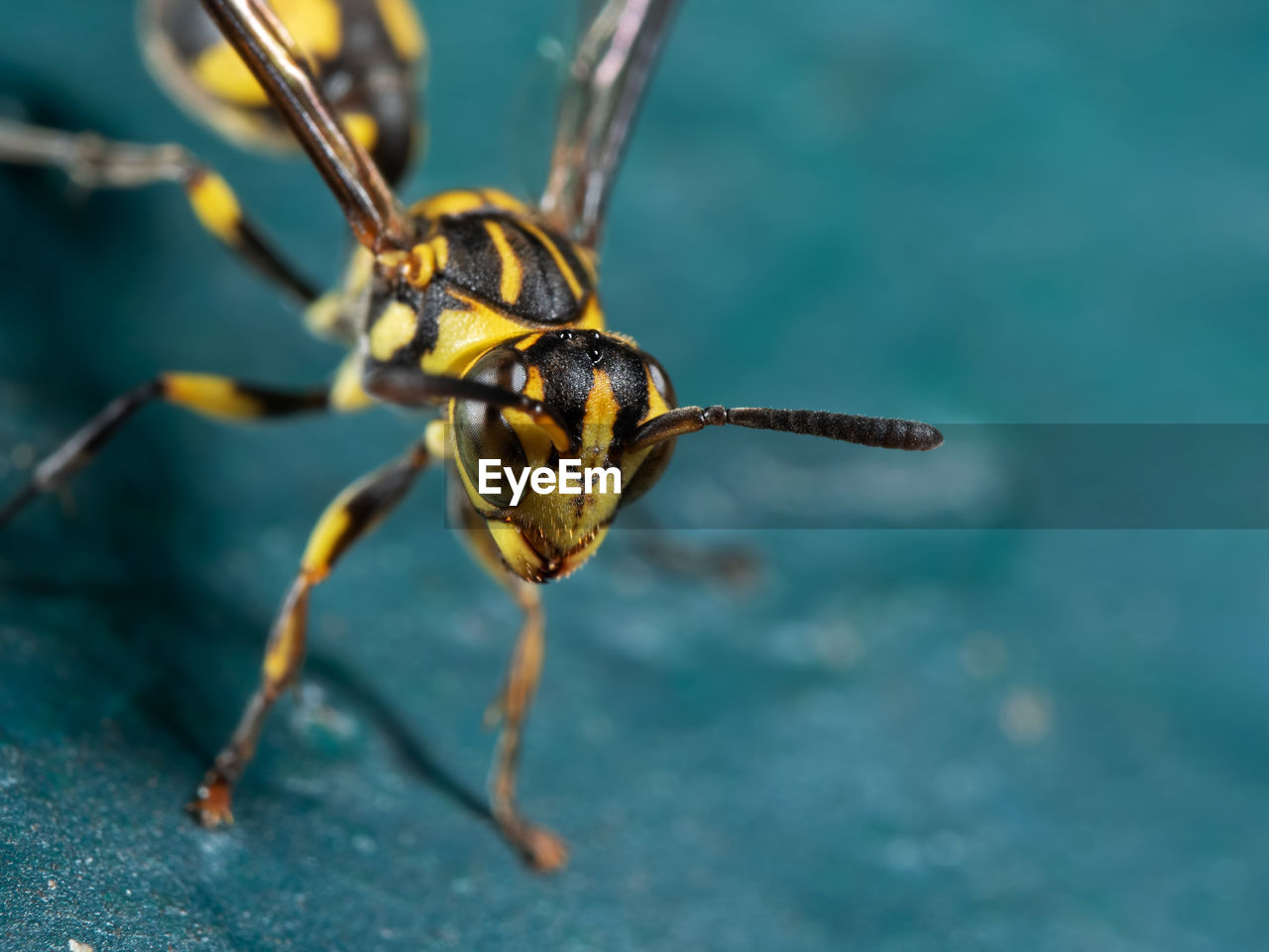 CLOSE-UP OF HOUSEFLY