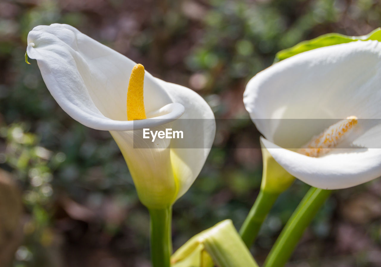 Close-up of calla lily flowers