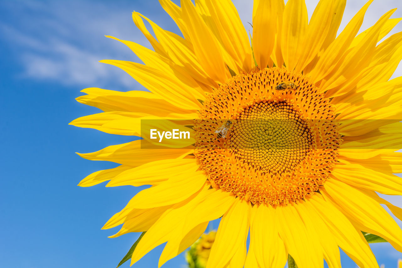 CLOSE-UP OF YELLOW SUNFLOWER AGAINST BLUE SKY