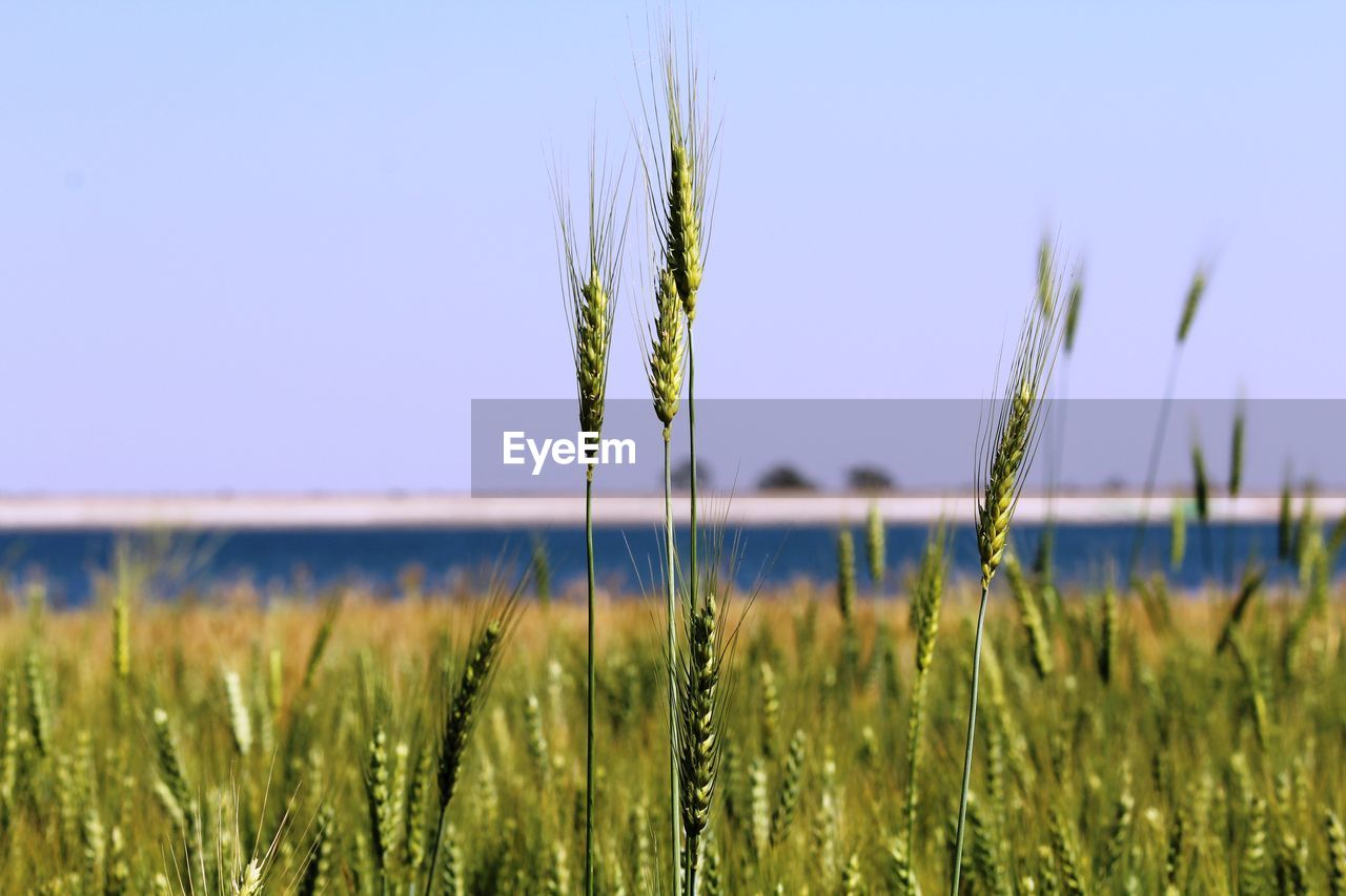 Close-up of wheat growing on field against clear sky