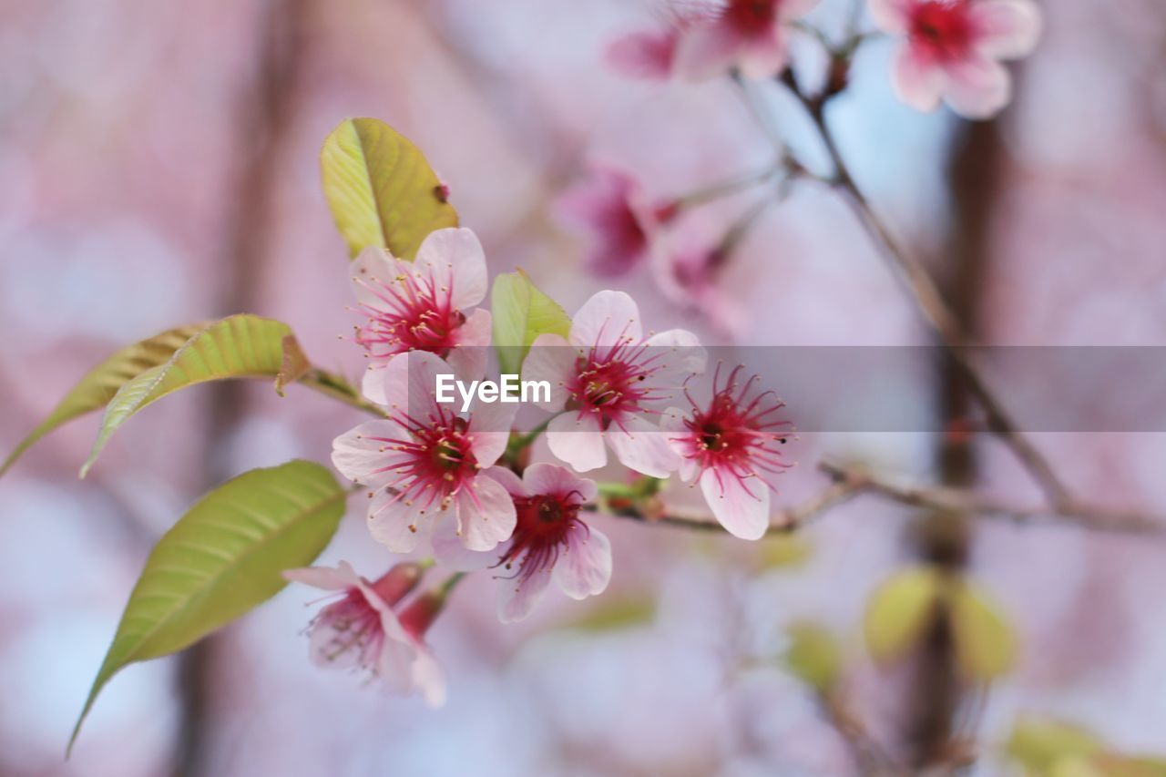 plant, flower, flowering plant, beauty in nature, blossom, freshness, tree, springtime, fragility, pink, branch, nature, spring, growth, close-up, produce, food, cherry blossom, no people, petal, outdoors, macro photography, food and drink, flower head, selective focus, inflorescence, focus on foreground, fruit, twig, plant part, leaf, botany, cherry tree, day, almond, cherry, fruit tree, tranquility, almond tree, pollen, defocused