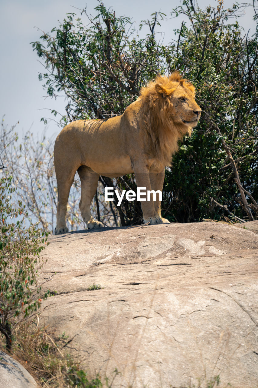 lioness standing on field