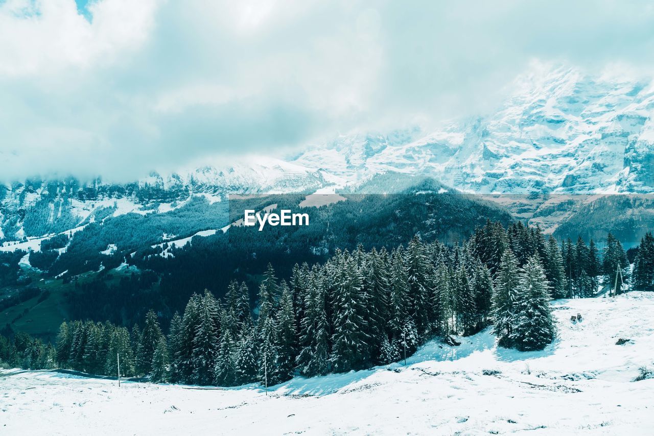 Aerial view of pine trees on snowcapped mountains against sky