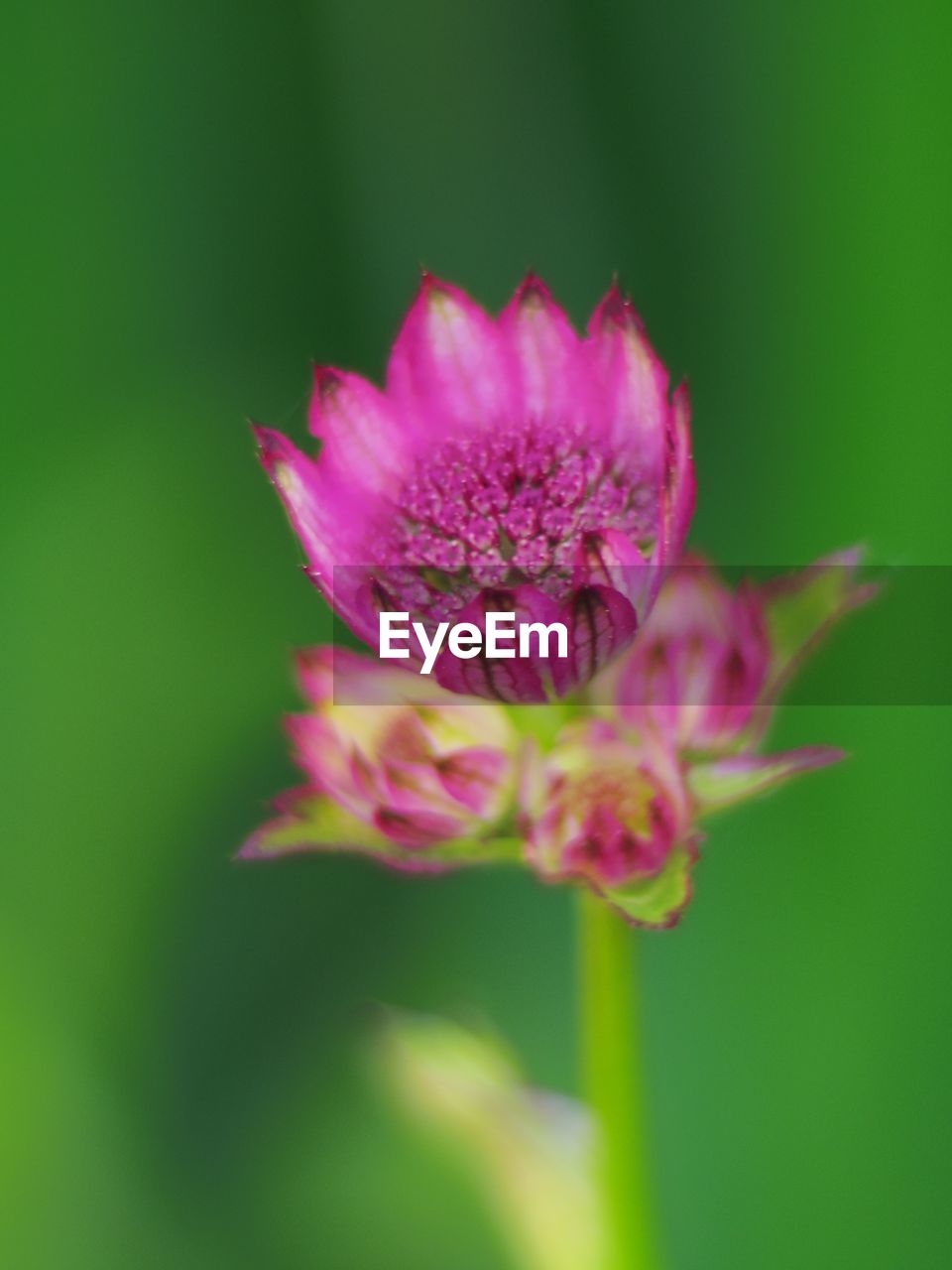 CLOSE-UP OF PINK FLOWER BLOOMING