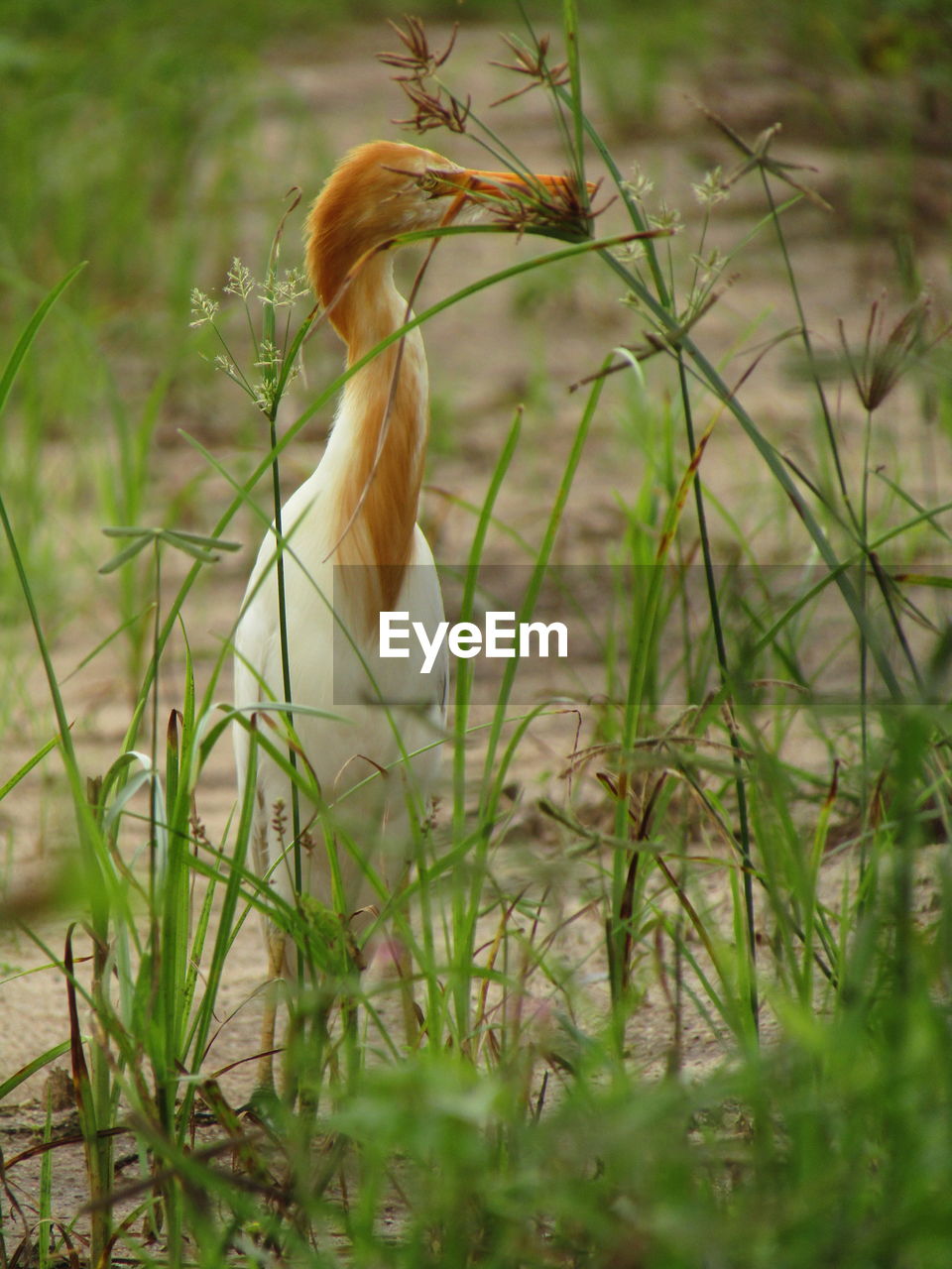 CLOSE-UP OF A BIRD IN FIELD