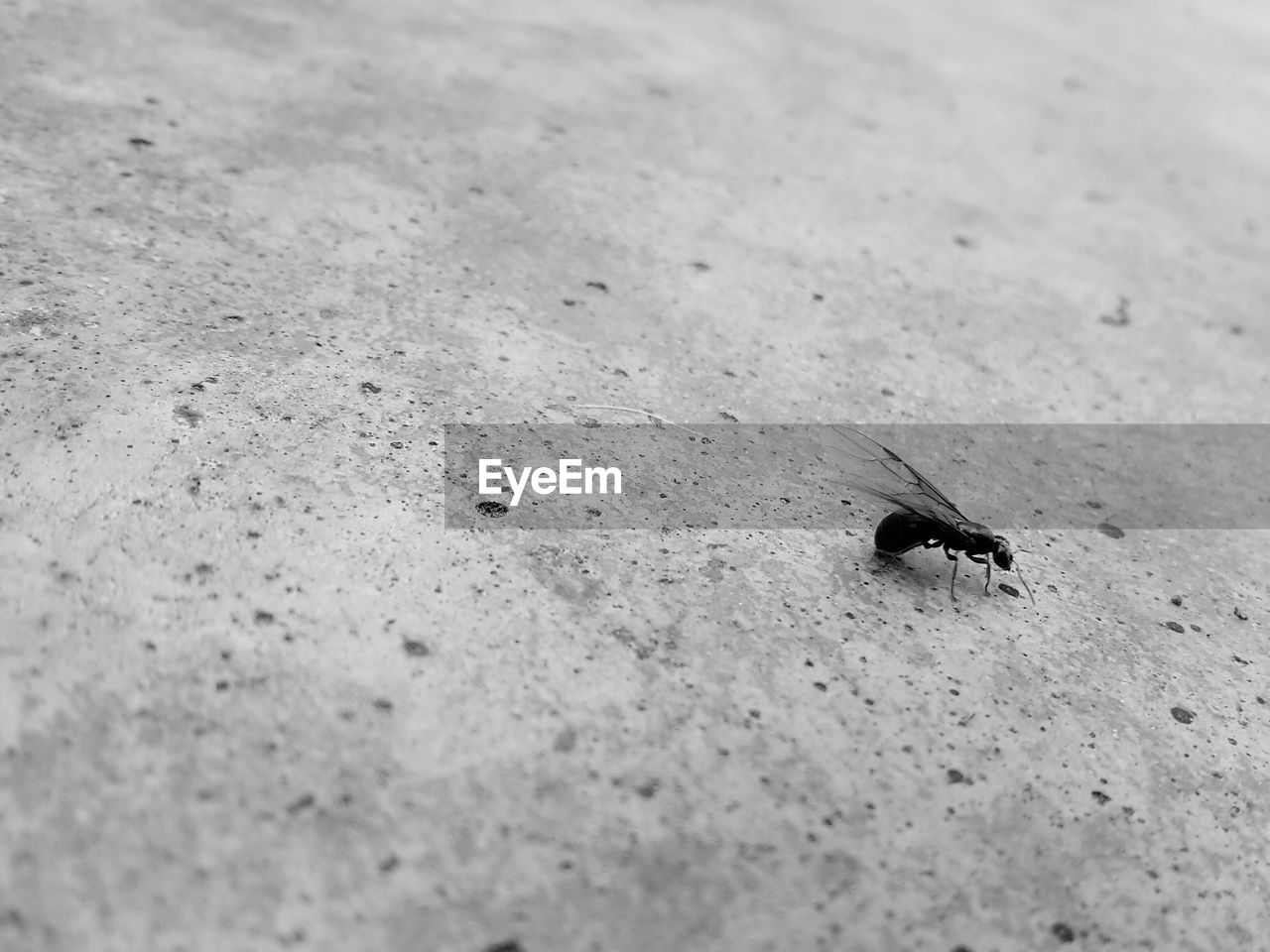 Close-up side view of fly on ground