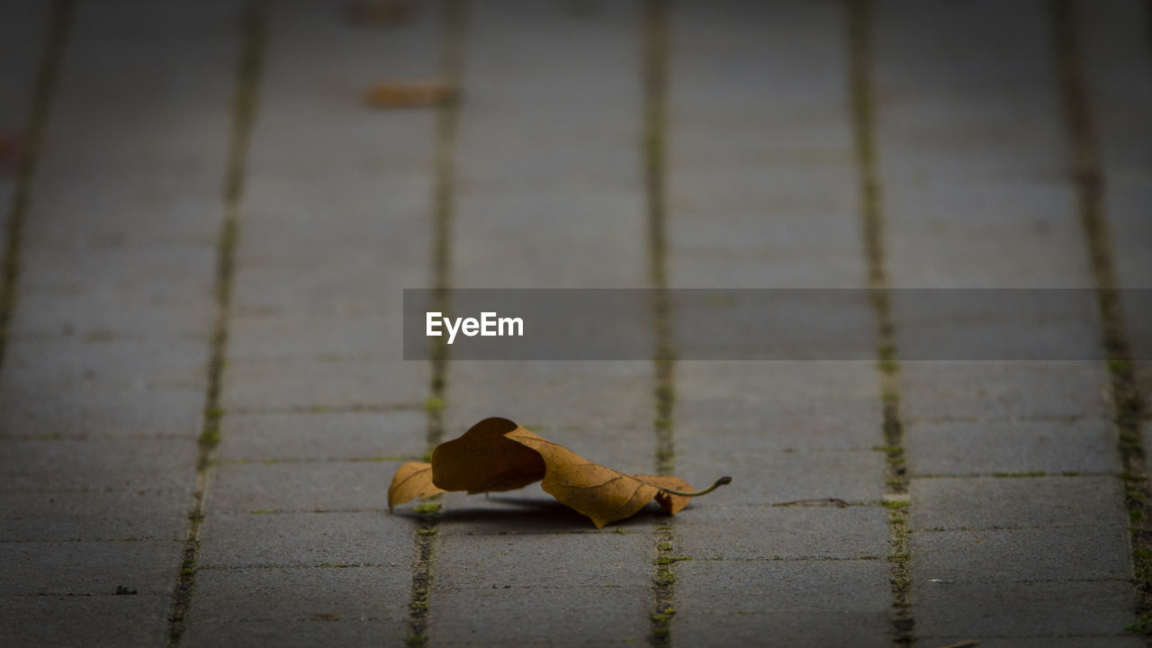 Close-up of dry leaf fallen on footpath